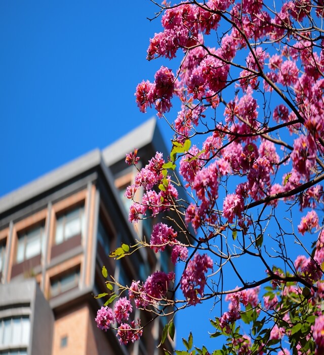 櫻花